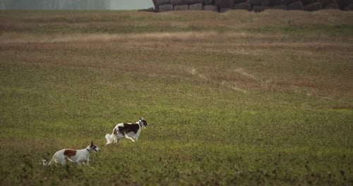 Two Russian Dogs Borzoi Running