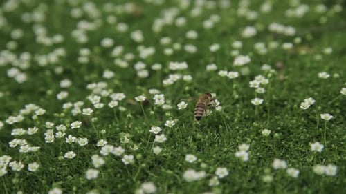 Honey Bee Collects Pollen or Nectar and Pollinates Flowers on Green Juicy Grass on the Blooming