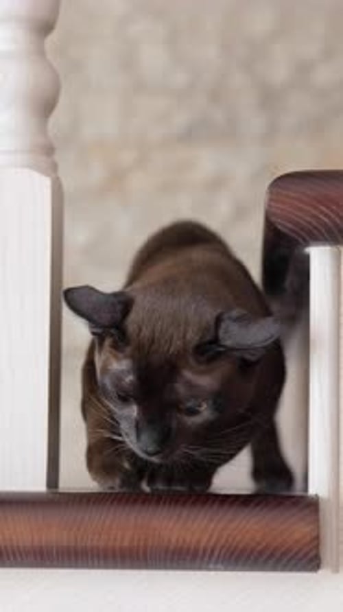 Joli chat qui se détend à l'intérieur. Chat domestique sur un escalier en bois à l'intérieur de la maison. Vidéo verticale
