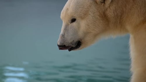 Wild Polar Bear Gazes Near Water in Morning Light at National Park Showcasing the Beauty of Arctic