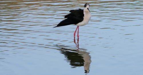 Black-winged stilt (Himantopus himantopus), Camargue, France