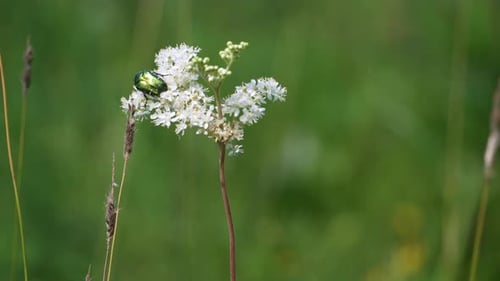 Ein grüner Käfer sitzt auf zarten weißen Blüten auf einer Sommerwiese