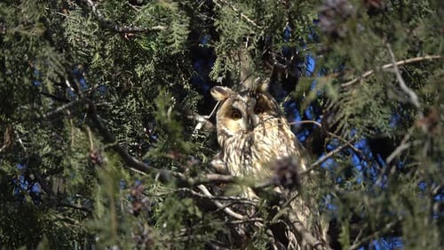 Two Long-Eared Owls Perched in Coniferous Tree