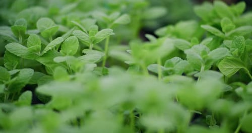Closeup of Young Mint Seedlings in Herb Garden