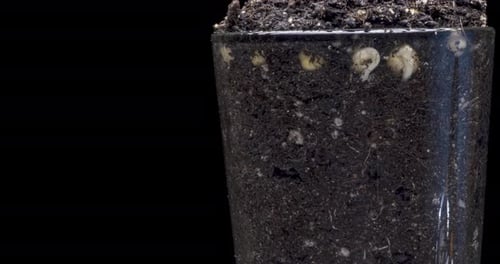 Time Lapse of Pea Plant Growth in Soil