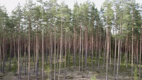 Aerial trucking pan of tall pine forest with sparse understory, tree background