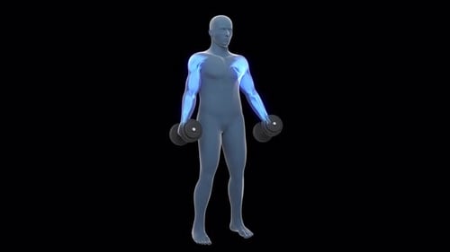 Menschliche Figur, die Bizeps-Curls mit leuchtend blauer Muskelanatomie ausführt