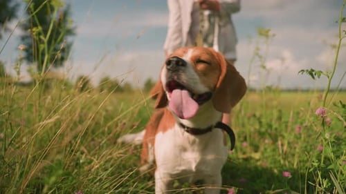 CloseUp of Beagle Dog with Leash in Grassy Field Looking Into Distance