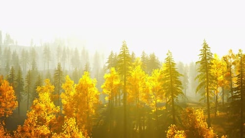 Forêt de pins enchanteresse dans les collines au crépuscule