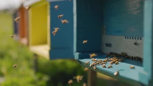 Honey bees loaded with nectar and pollen fly back to the hive. Guardian bees monitor the entry of wo