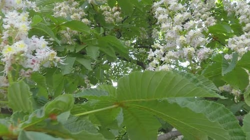 Flowers and foliage of flowering Horse Chestnut, Aesculus hippocastanum