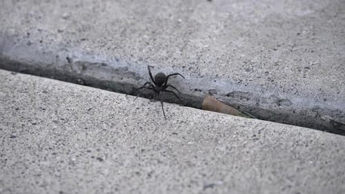 Black Widow Spider walking over crack on sidewalk