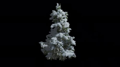 Viento de árbol de cedro animado con fondo transparente. Canal alfa en 4k