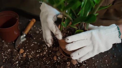 Close-Up of Unrecognizable Woman Repotting Green House Plant