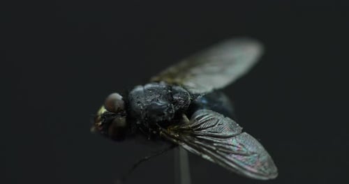 Fly captured in close up macro shot in detail inside the moving fog and white smoke wave with wings