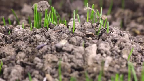 Close Up of Grass Sprouts Growing in Soil