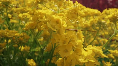 Yellow Flowers Blooming Field in Sunny Day. Charming View of Spring Blossom