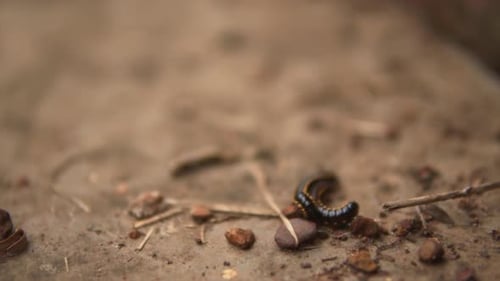Photo macroscopique d'un ver sur le sol, dans la terre