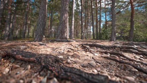 Long slender twisted roots of old pine trees are exposed on the dry rocky terrain. Timelapse video.