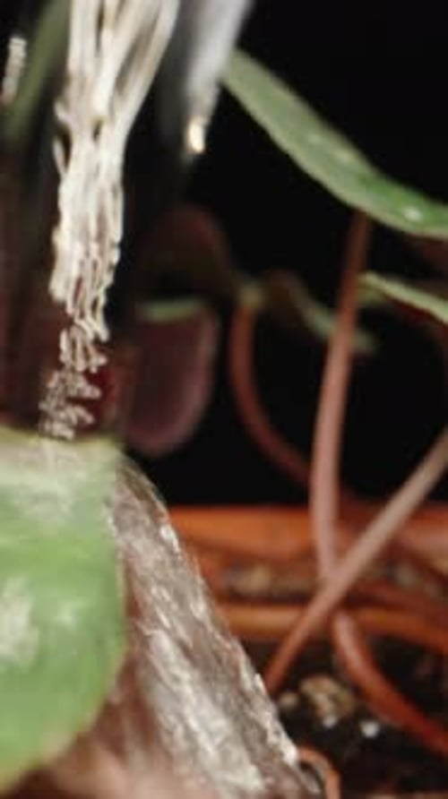 I am watering a house flower Cyclamen in a pot. Dolly slider extreme close-up. Laowa Probe Vertical
