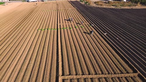 Aerial view of farmers plating lettuces patchs from pots on plantation at agricultural field in Spai