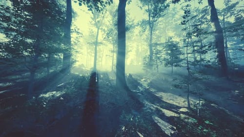 Le soleil levant tombe sur la forêt de feuillus par un matin brumeux d'été