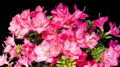 Rhododendron öffnet rote Blumen im Zeitraffer auf einem Hintergrund. Zarte rosa Blüten
