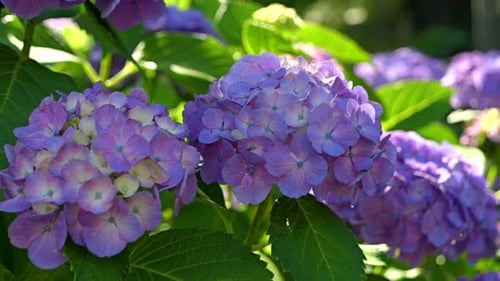 Beautiful hydrangea scenery close up with full bloom flowers