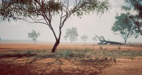 Dry Landscape with Sparse Trees Under a Cloudy Sky in a Remote Area
