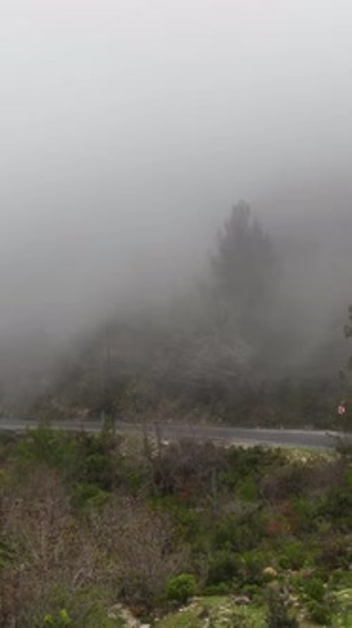 Vertical Video Misty Forest Flight Between Trees in the Foggy Forest