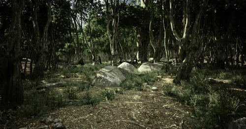 Dense Woodland Area with Sunlight Filtering Through Trees at Midday