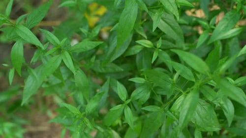 A variety of medicines are prepared from Andrographis Paniculata leaf or kalmegh.