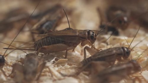 Close Up of Live Crickets on Light Surface