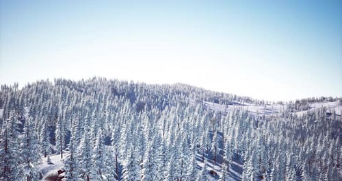 Winter Wonderland Reveals Vast Snow Covered Forest Under Clear Blue Sky