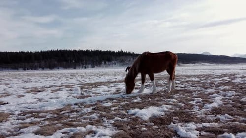 Horses grazing on field in winter low angle close up circled