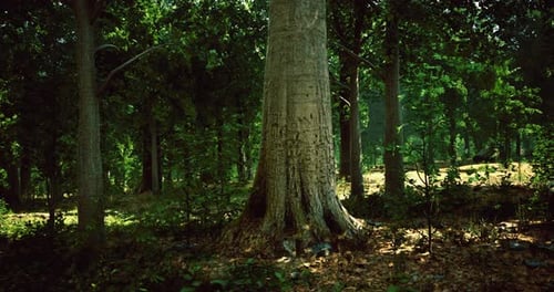 Sunlight Filters Through Leaves in a Serene Forest Setting During Midday