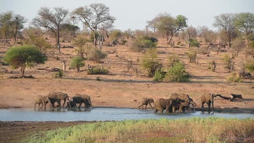 A extreme wide shot of a breeding herd of elephants arriving at a waterhole in Kruger National Park