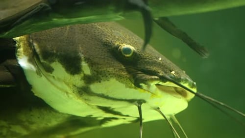 Close Up of a Large Redtail Catfish Swimming