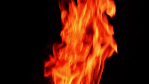 Burning campfire on the total black backdrop. Little orange flames going up quickly.