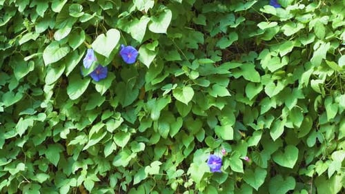 Vue du liseron orné de quelques fleurs violettes du Morning Glory. Convolvulus sabatius
.