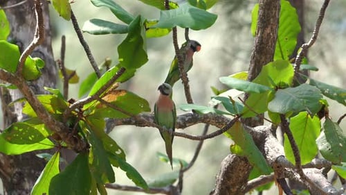Colorful Wild Bird Perched on Rustic Branch Amidst Lush Green Leaves