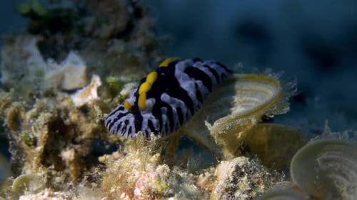 Beautiful nudibranch (Phyllidia coelestis) slowly moving on the oceanfloor.