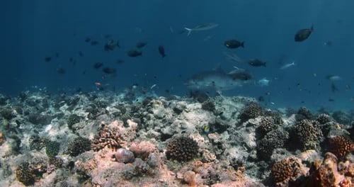Tiger Shark Swimming Underwater in Ocean Tiger Sharks in Maldives