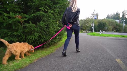 Blonde woman walks her Goldendoodle dog around the neighborhood. Pretty girl walks her pet down the