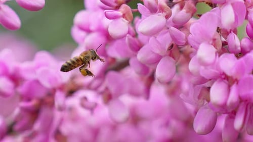Bee collects pollen from violet wisteria flowers in orchard.