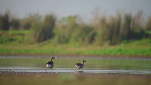 Two Greylag Geese moving towards river