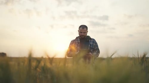 Farmer Manager Agronomist Botanist Man with Tablet Works on Farm Field Checks Ripening of Wheat Crop