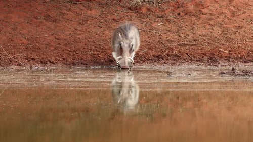 Warthog Drinking At A Waterhole