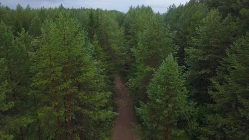 View of a wooded area from a drone. Clip. A bright sunless sky over small fir trees that stand close