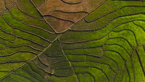 Aerial view of terraced rice paddies.